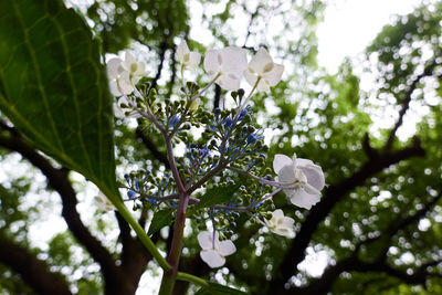 Low angle view of white flowering tree