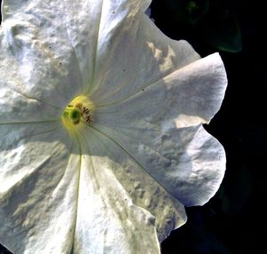 Close-up of white flowers