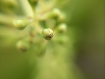 Close-up of insect on leaf