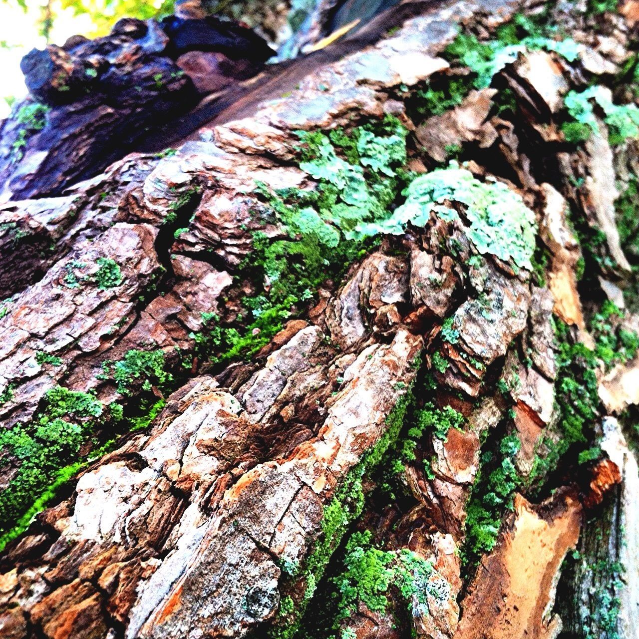 textured, growth, rough, moss, nature, tree, close-up, tree trunk, green color, rock - object, plant, high angle view, leaf, growing, day, rock formation, outdoors, no people, tranquility, natural pattern