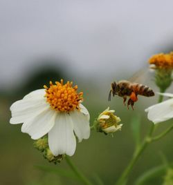 Close-up of bee pollinating on flower