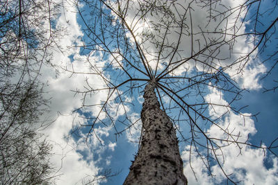 Low angle view of tree against sky