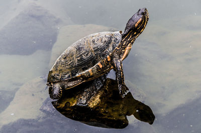 High angle view of turtle swimming in lake