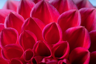 Full frame shot of red roses