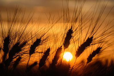 Silhouette wheat crops against orange sky at sunset