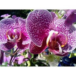 Close-up of pink orchid blooming outdoors