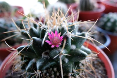 Close-up of cactus on flower