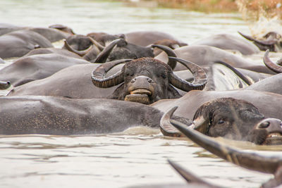 Close-up of buffalos in water