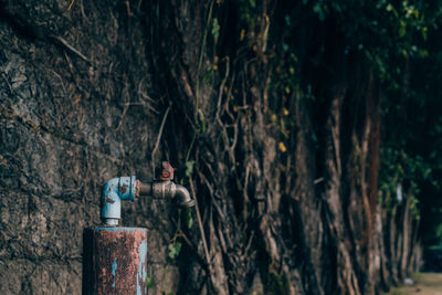 Close-up of faucet against tree outdoors