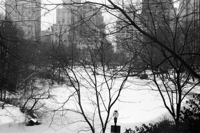 Low angle view of bare trees in forest
