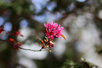 Close-up of pink flowering plant