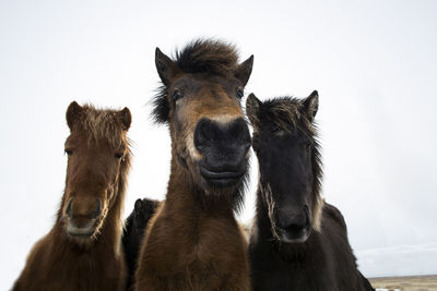 Curious icelandic horses in spring