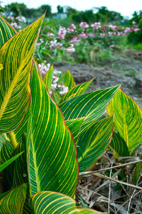 Close-up of green leaves on plant