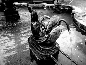 High angle view of turtle swimming in water