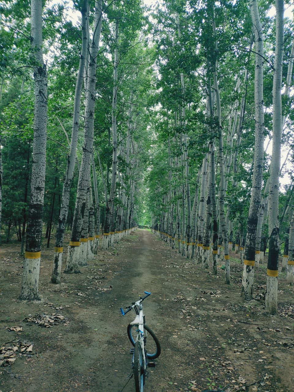 VIEW OF TREES IN FOREST