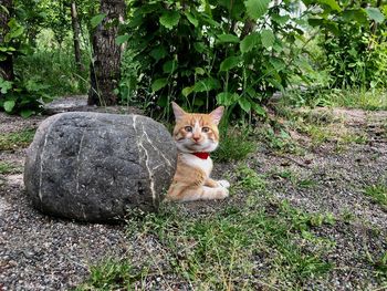 Portrait of cat sitting on field