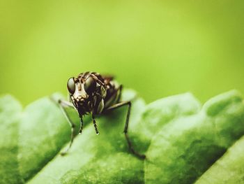 Close-up of insect on leaf