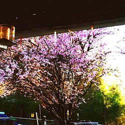 Pink flowers growing on tree