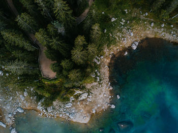 High angle view of plants growing by sea