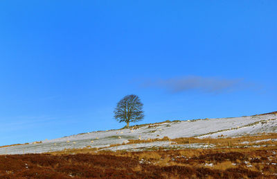 Trees on landscape against blue sky