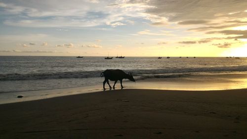 View of horse on beach against sunset sky