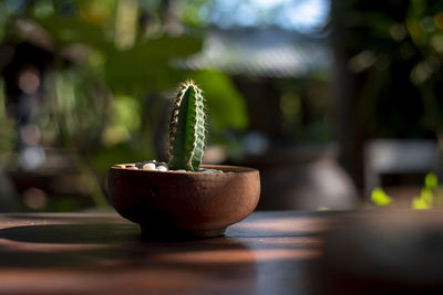 Close-up of potted plant on table