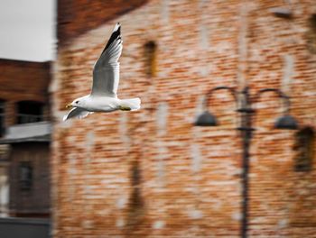 Bird flying against blurred background