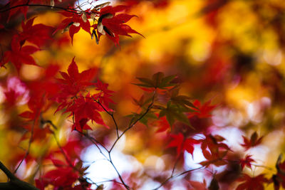 Low angle view of red leaves on branch