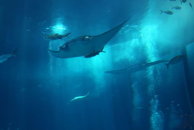 View of fish underwater