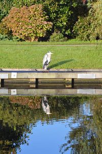 View of duck on bridge over water