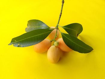 Close-up of orange fruit on plant against yellow background