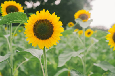 Close-up of sunflower on field