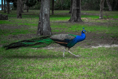 Peacock on field