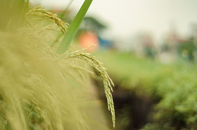 Close-up of crops on field