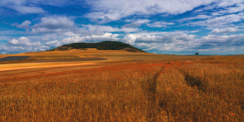 Scenic view of field against sky