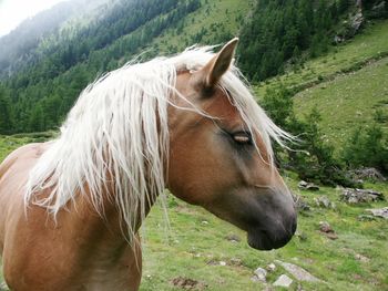 Close-up of horse standing next to mountain