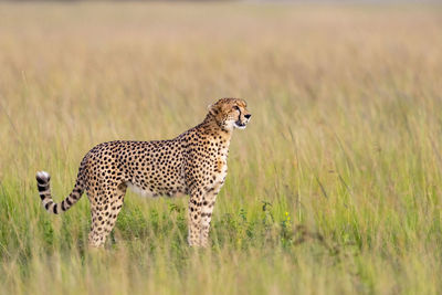 A motionless cheetah scans the horizon