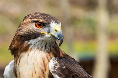 Close-up of hawk