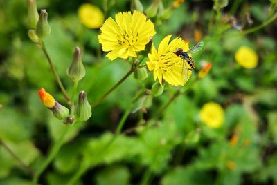 Close-up of bee on yellow flower