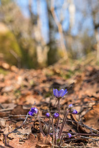 Close-up of purple crocus flowers on field