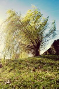 Low angle view of tree on field against clear sky