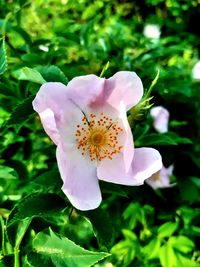 Close-up of white flowering plant