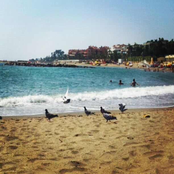 beach, bird, sea, animal themes, water, shore, animals in the wild, sand, wildlife, seagull, nature, building exterior, horizon over water, sky, built structure, day, flock of birds, flying, incidental people