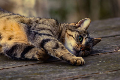 Close-up of a cat resting