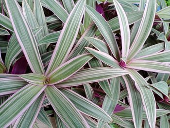 Full frame shot of plant