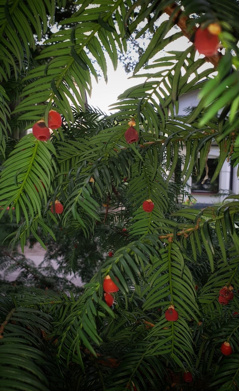 CLOSE-UP OF GREEN PLANT