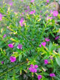 Close-up of purple flowers blooming outdoors