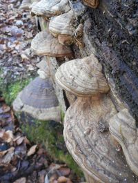 Close-up of log on tree trunk