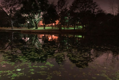 Reflection of trees in water