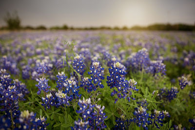 Close-up of purple blue flowering plants bluebonnet on field in texas at sunset